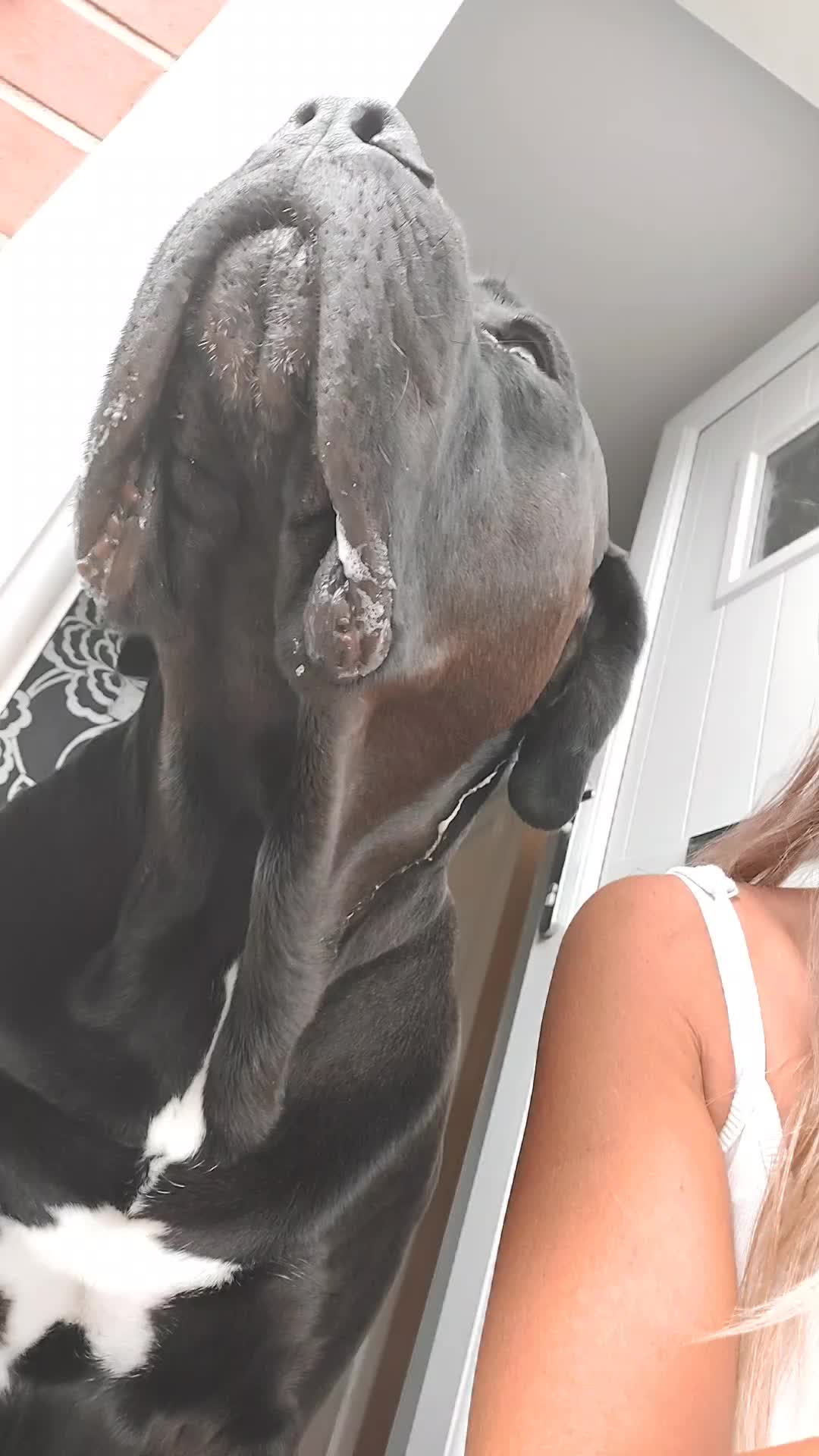 @Canecorspuppy