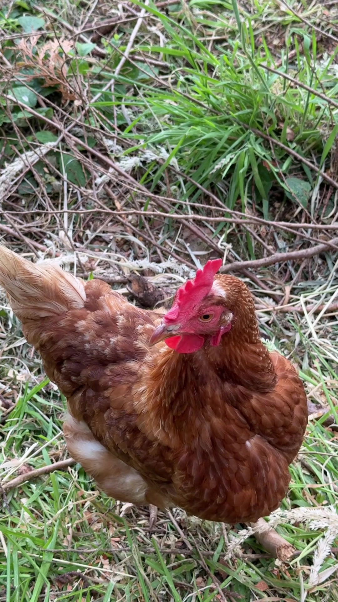 @Welsh Chicken Ranch