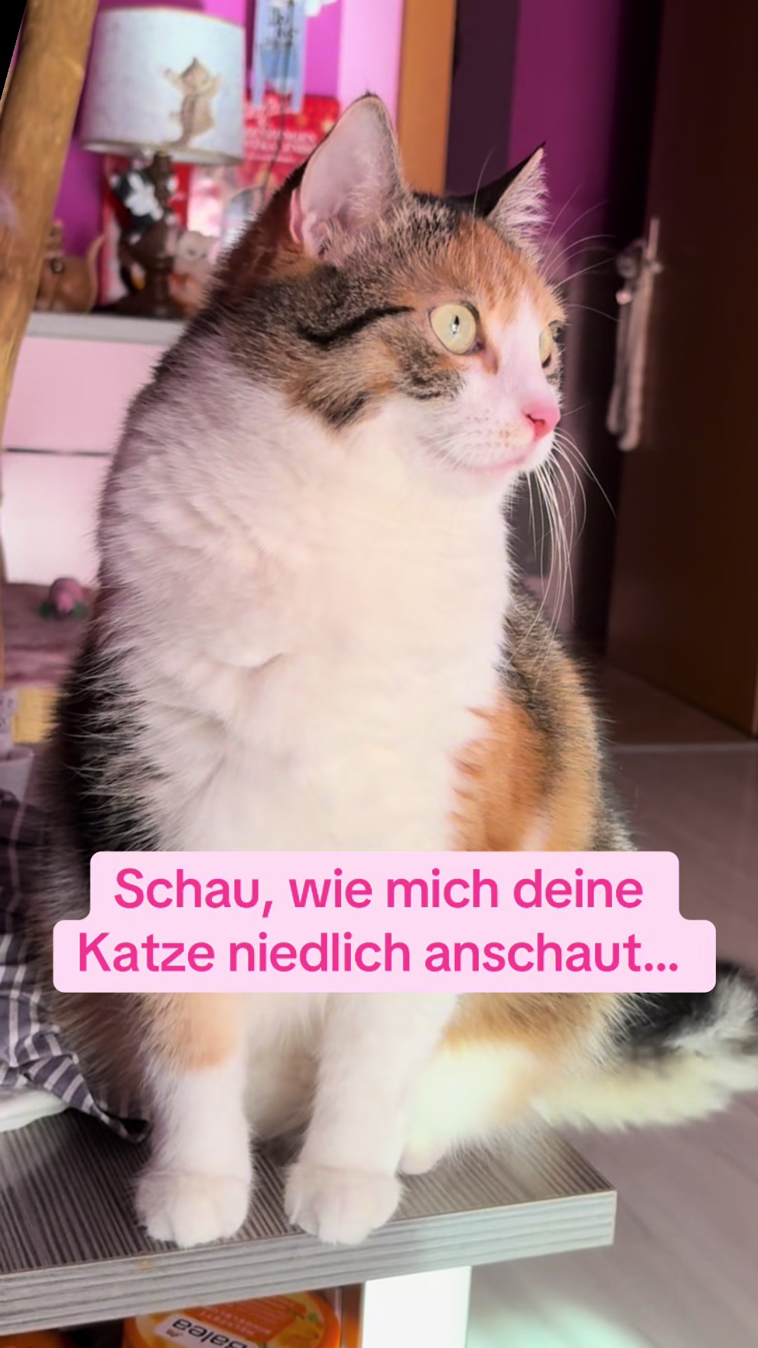 @Fellbande😻 🐾& Dosi Ulrike😽
