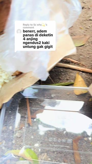 @kibbo