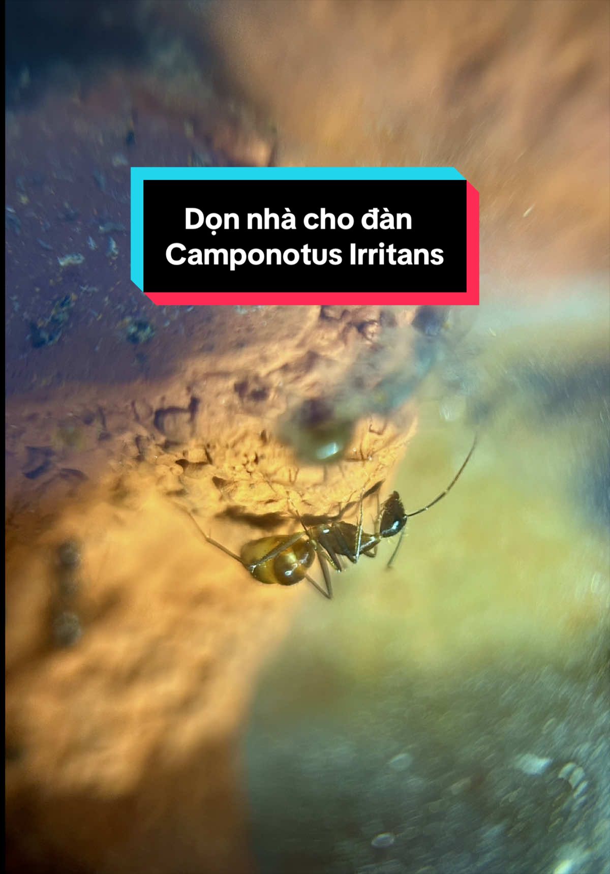 @Henry Th&iacute;ch Nu&ocirc;i Kiến 🐜