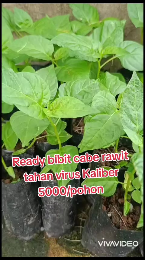 @Bibit khusus samarinda