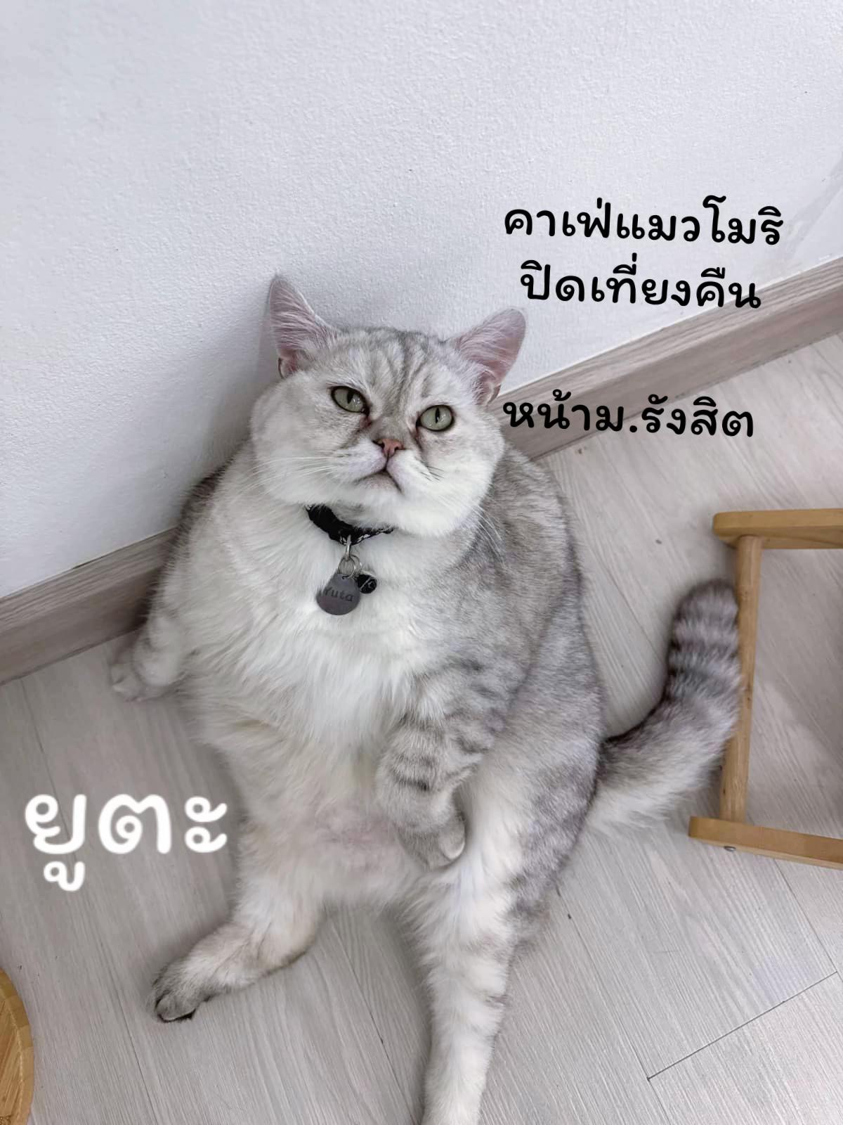 @คาเฟ่แมวโมริ Mori cat cafe'