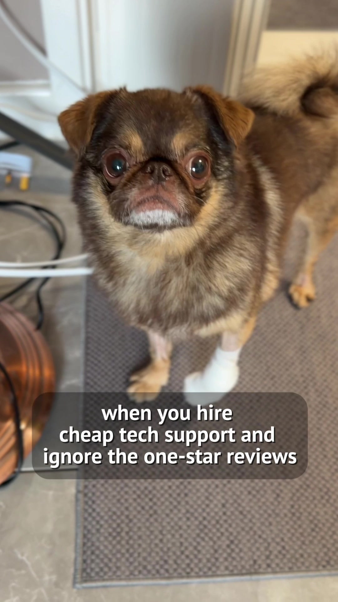 @ChilliThePug