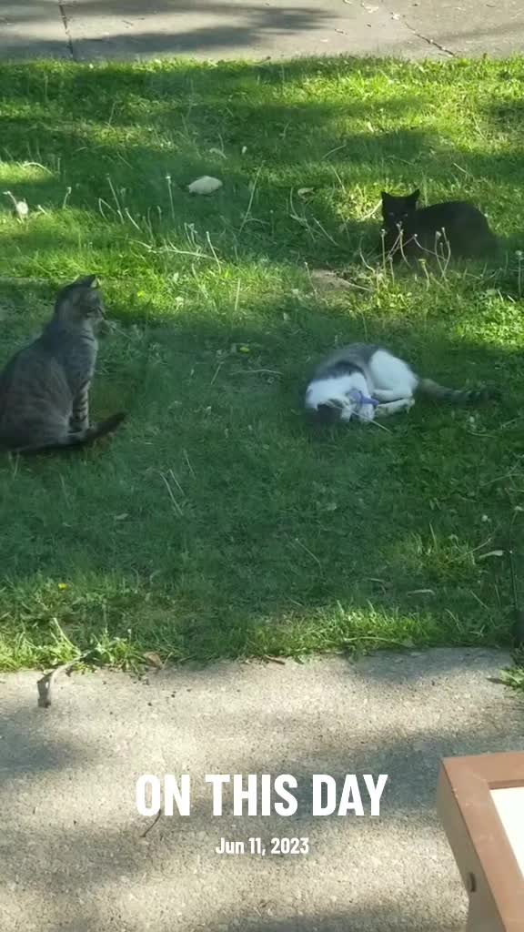 @tiny_tnr_tigers