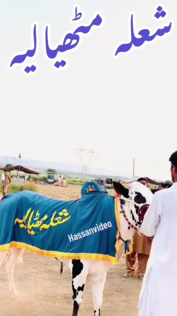 @Mohra Langrial Beetal1