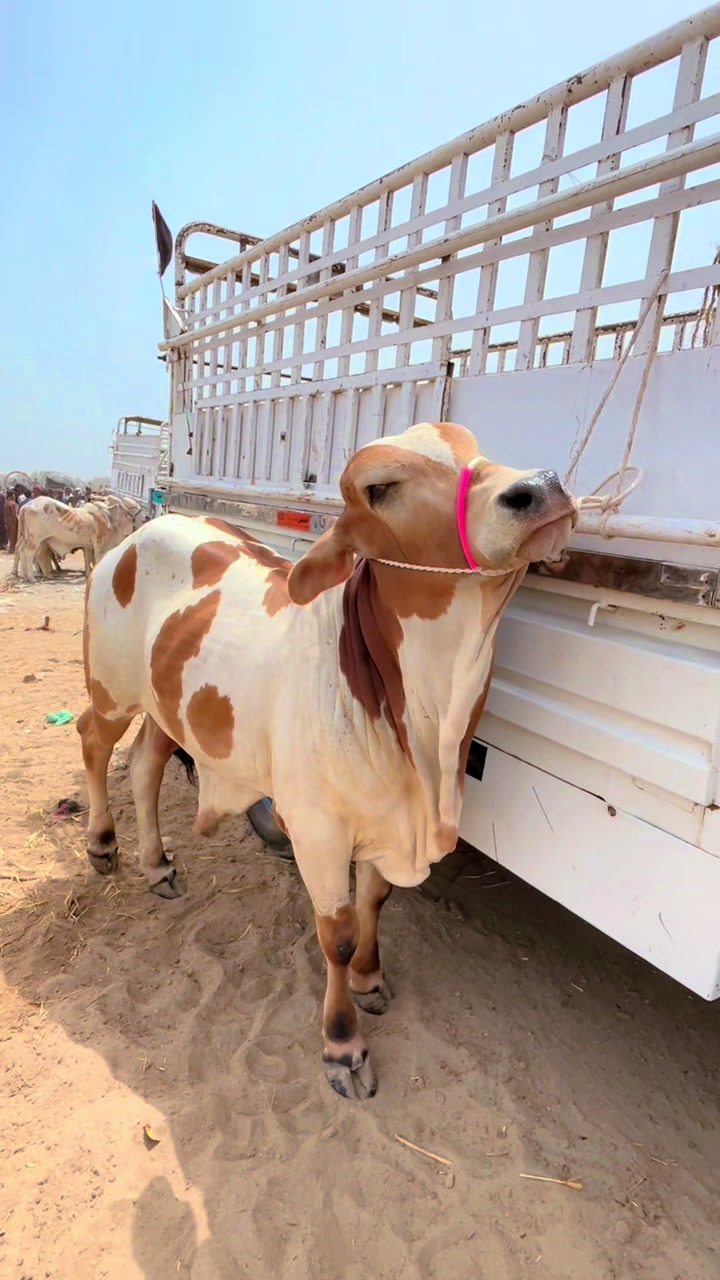 @Shah Goat Farm