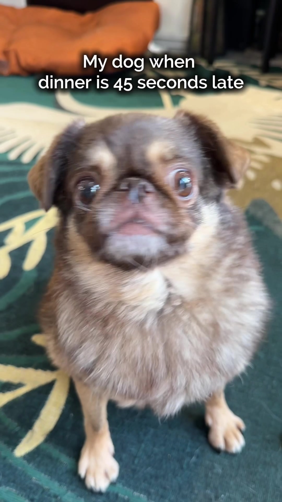 @ChilliThePug