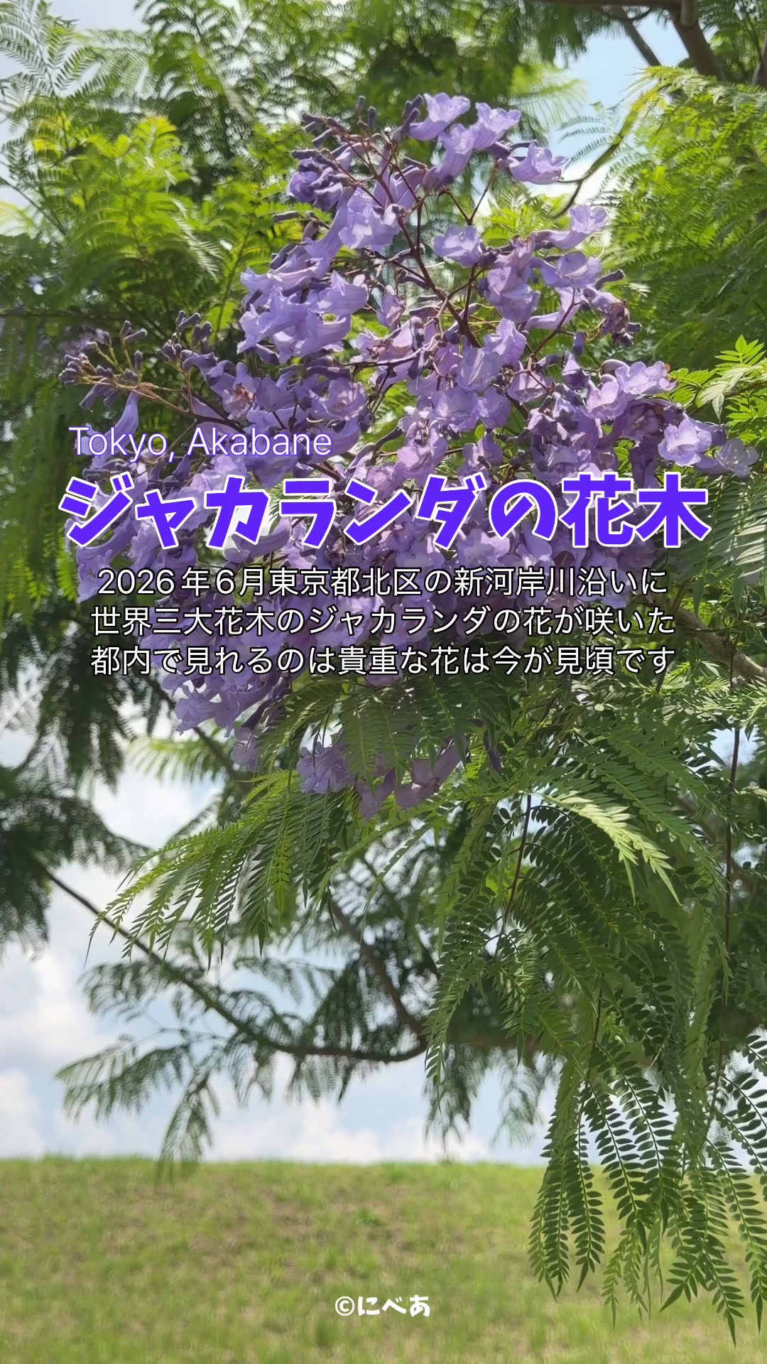 @にべあ🧸🍒