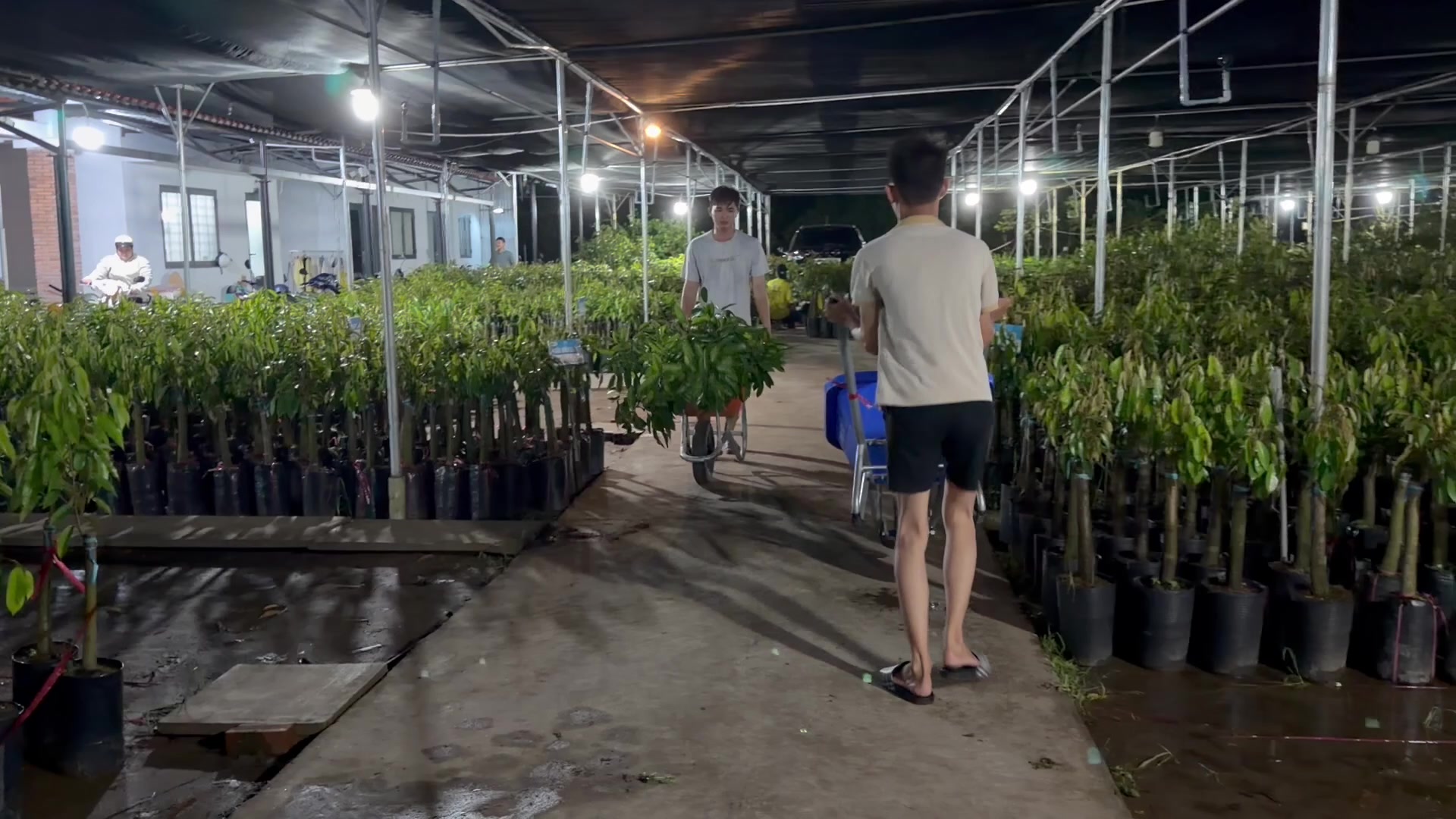 @Hùng Chương STCG Welofarm