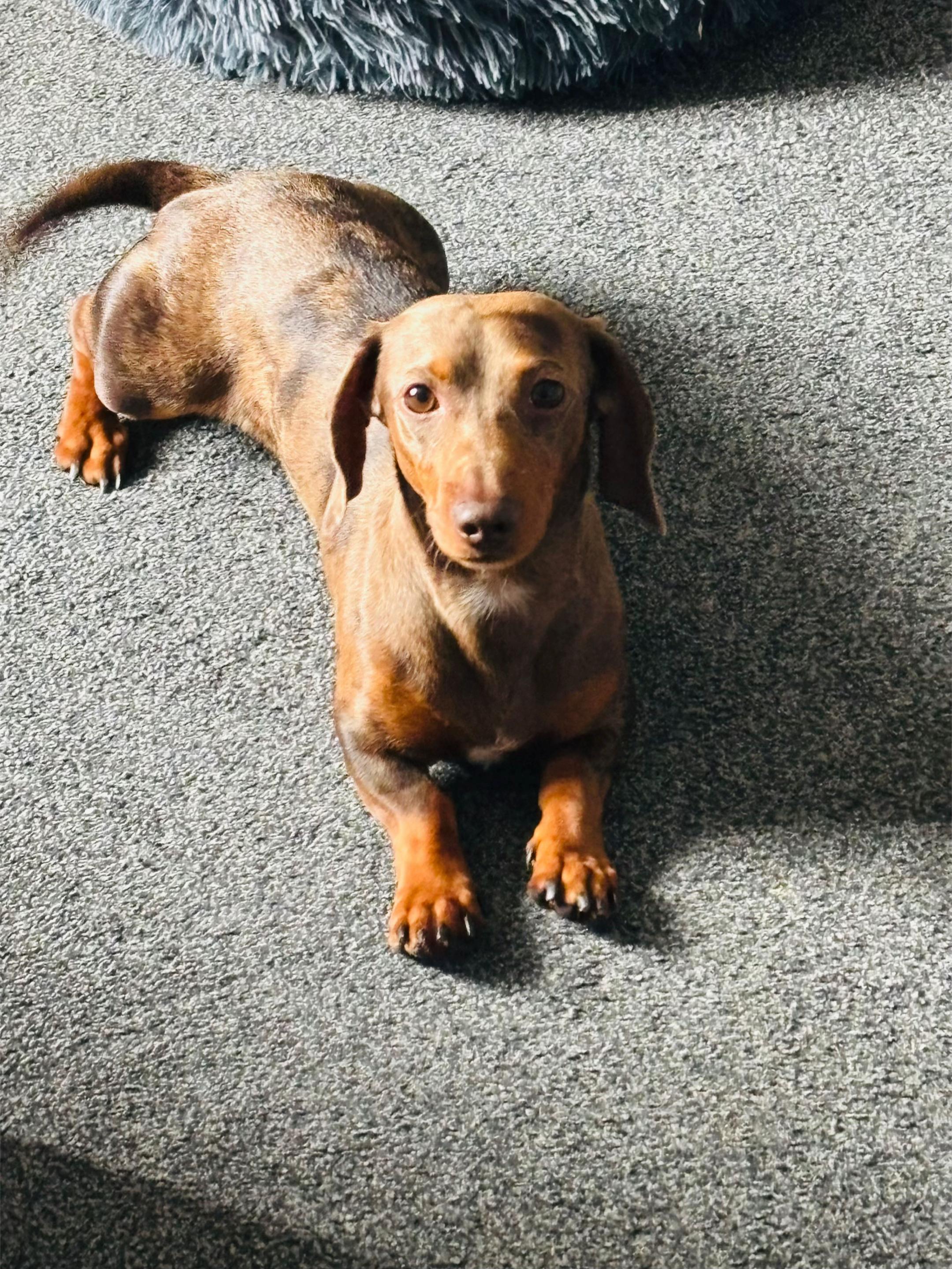 @marleythesausagedog