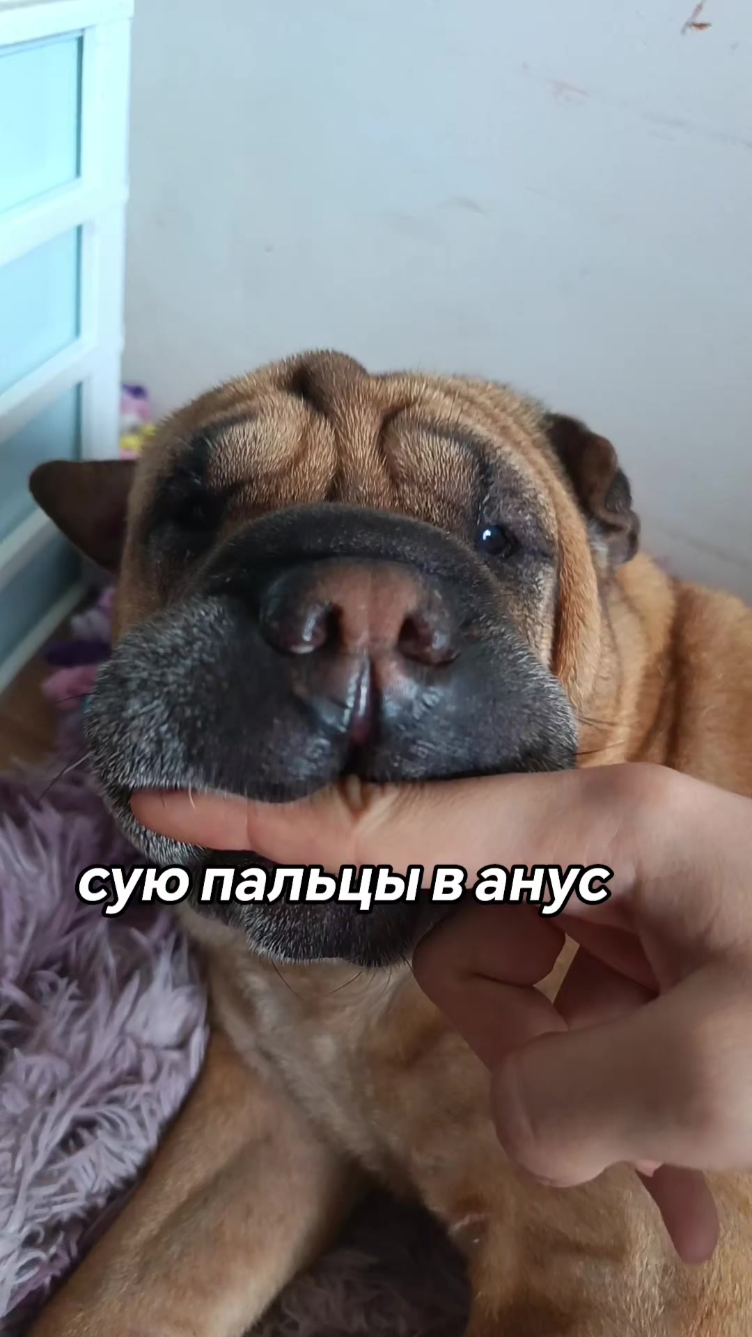 @amusleninblyadina