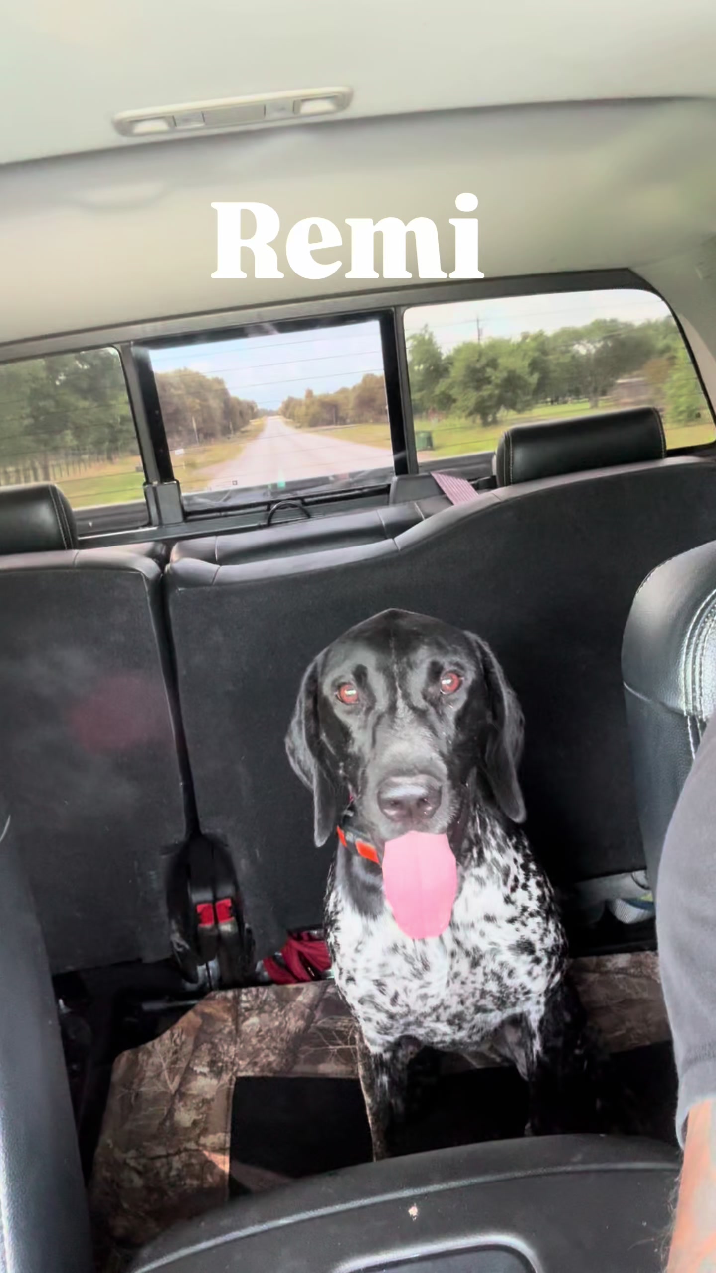 @heritagegspkennels