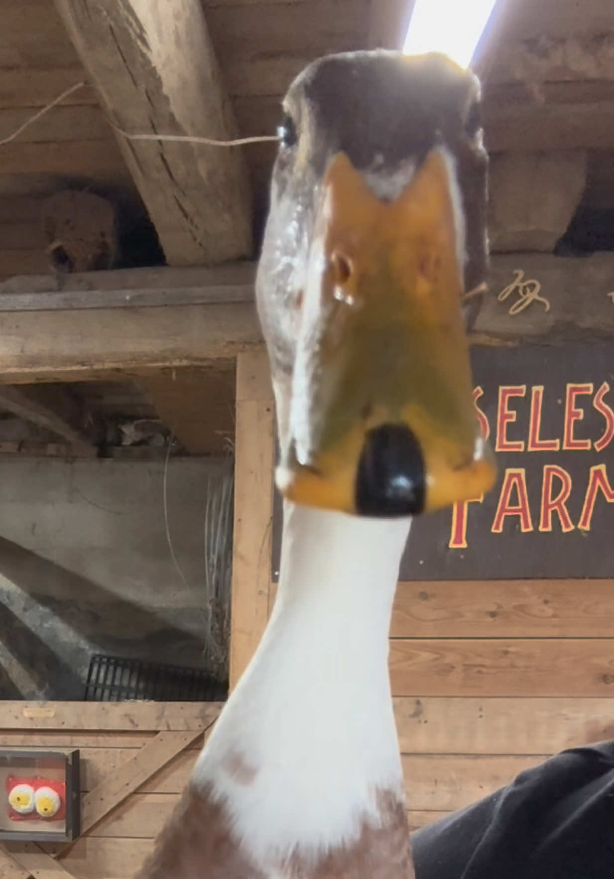 @Useless Farm