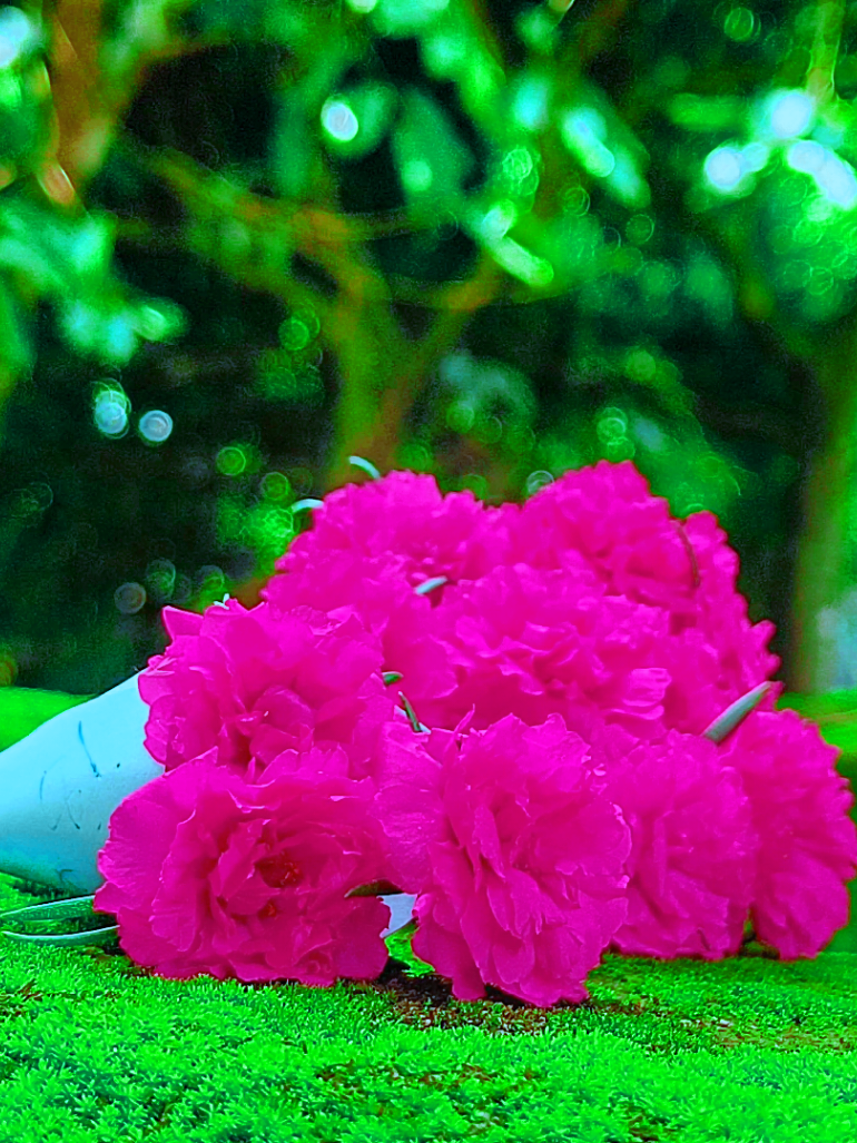 @🪺🦋বাংলার প্রকৃতি 🌾🌹