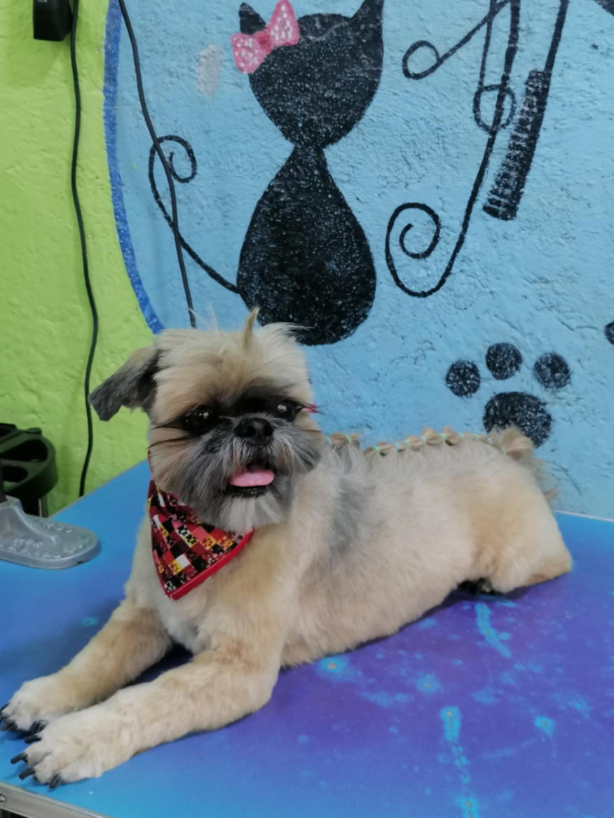 @💈🐾DOG GROOMER🐾💈