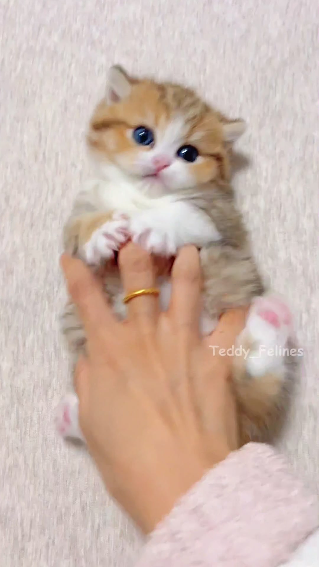 @Teddy_Felines 🧸🐾