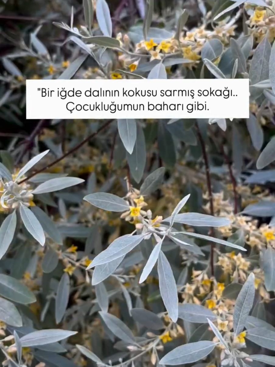 @Sorgunadair