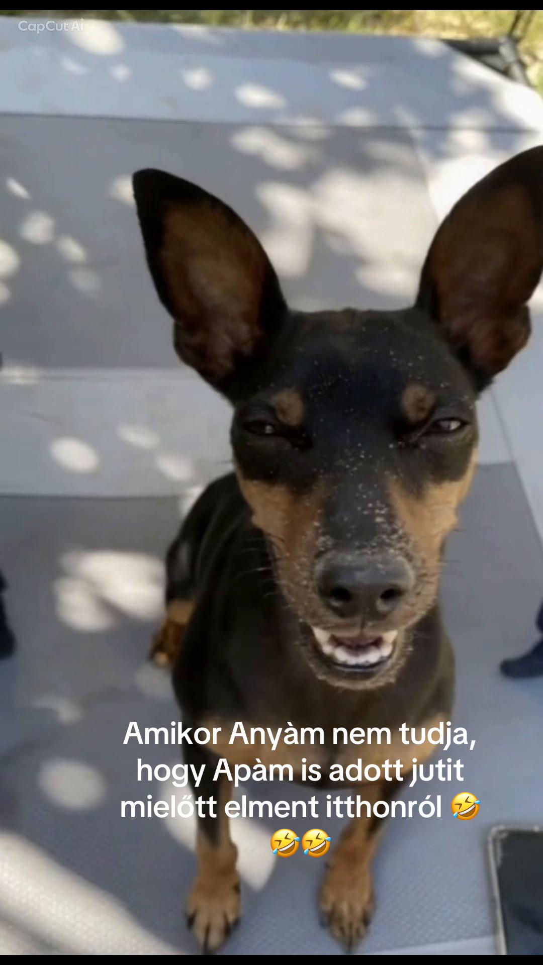 @Lucko Barf & Kutyas&uuml;ti