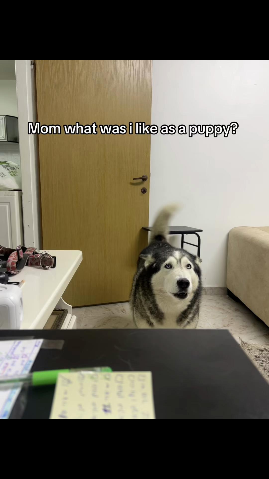 @Nala & Bella 💜