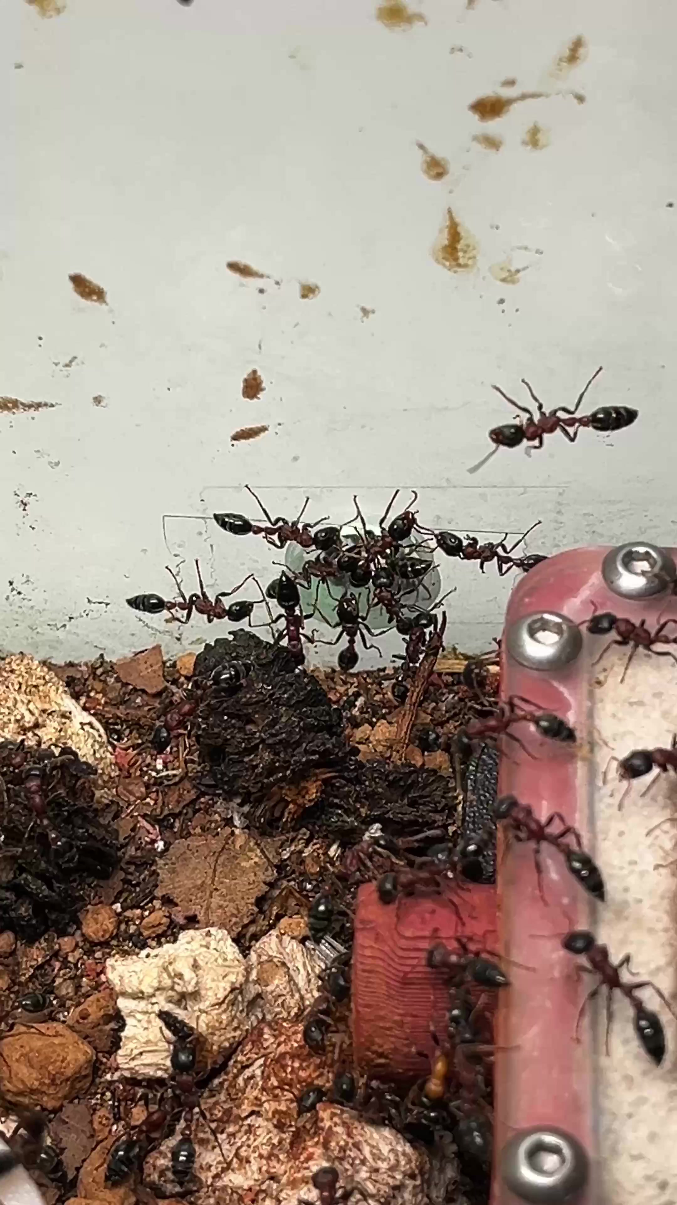 @GigaFourmis🐜