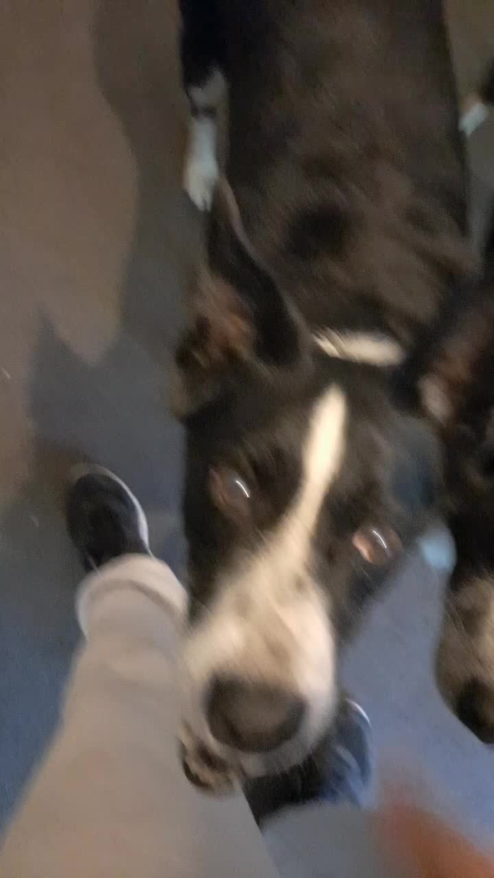 @Bordercollies Anonymous Club