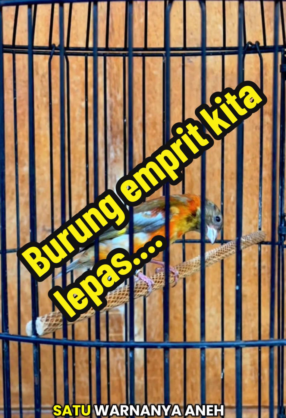 @GeDang Manuk