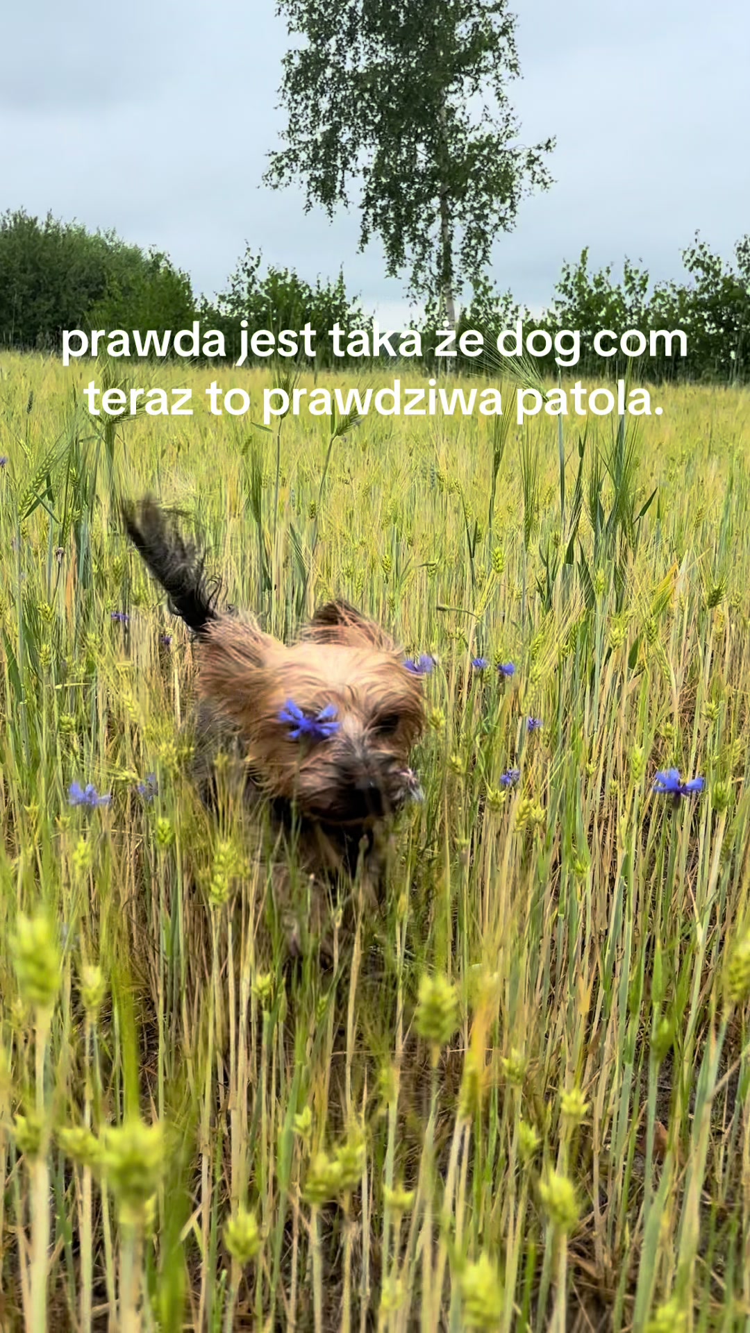 @🕊️