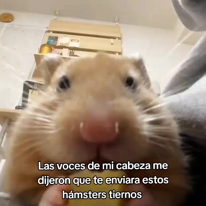 @goodvibessxd