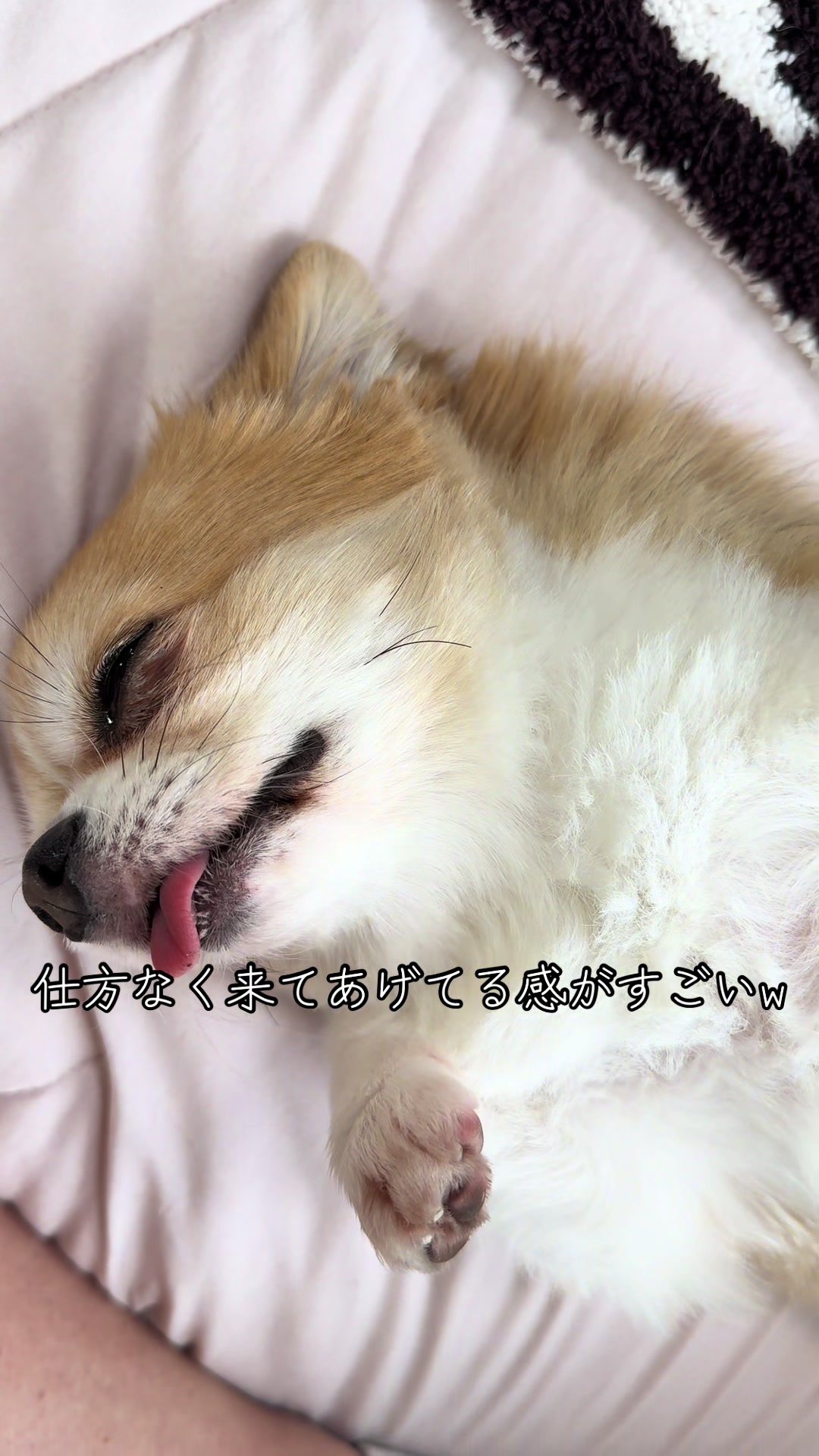 @心太