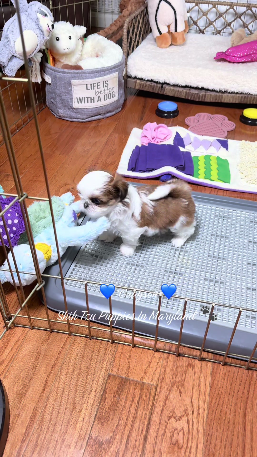 @Shih Tzu Puppies in Maryland