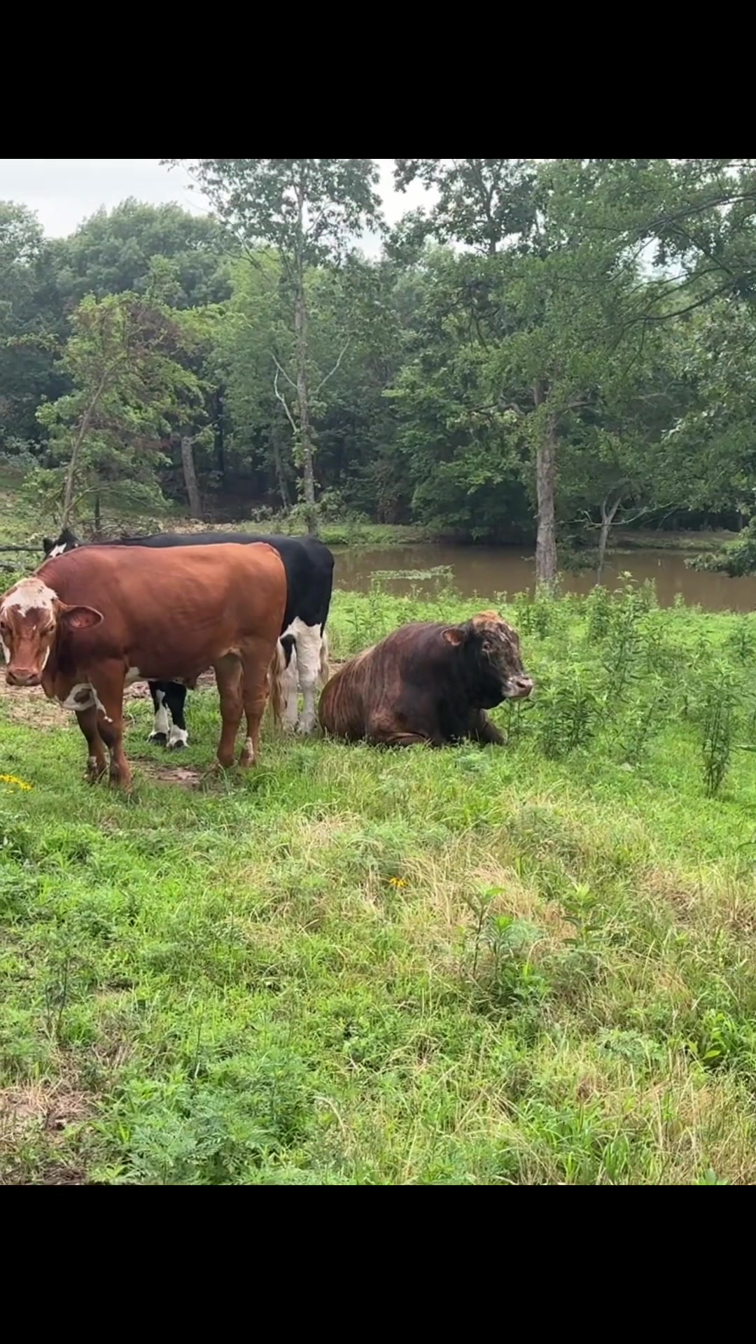 @Rufus The Bull