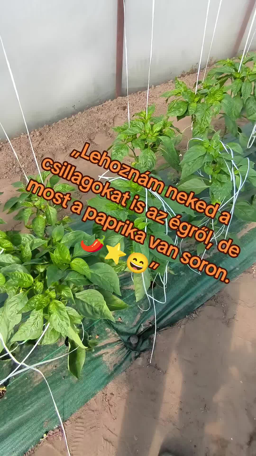 @T&oacute;th Csaba