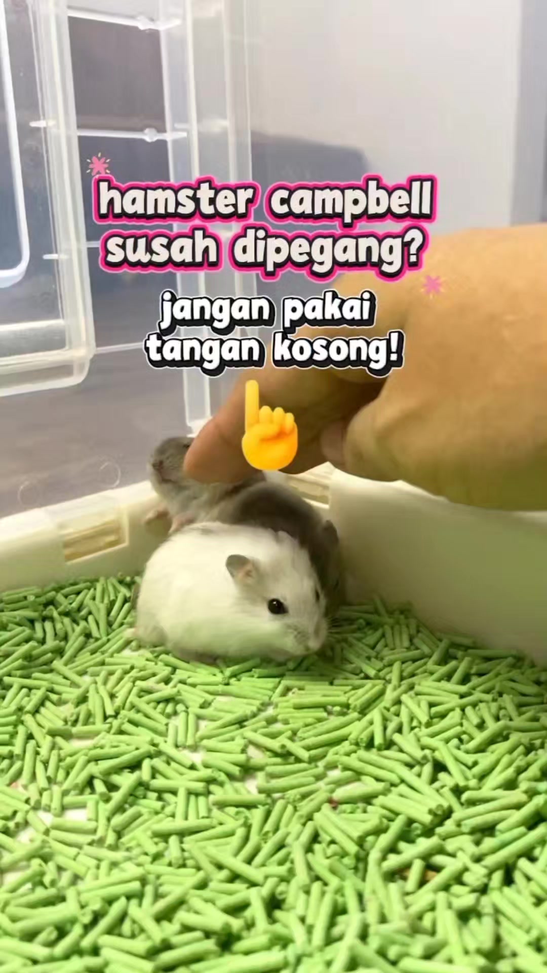 @TamaGo Pet