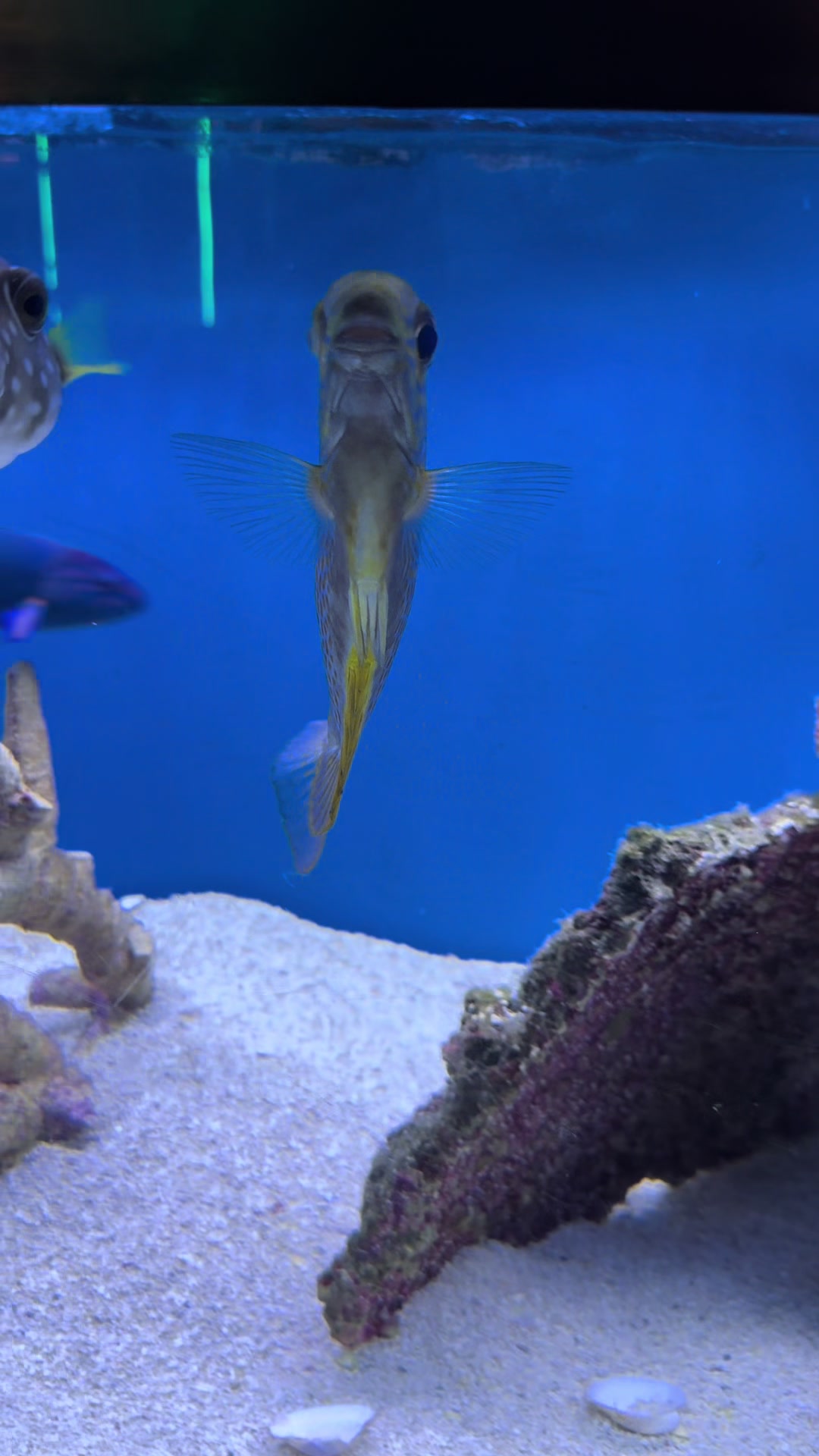 @epicfishnetwork