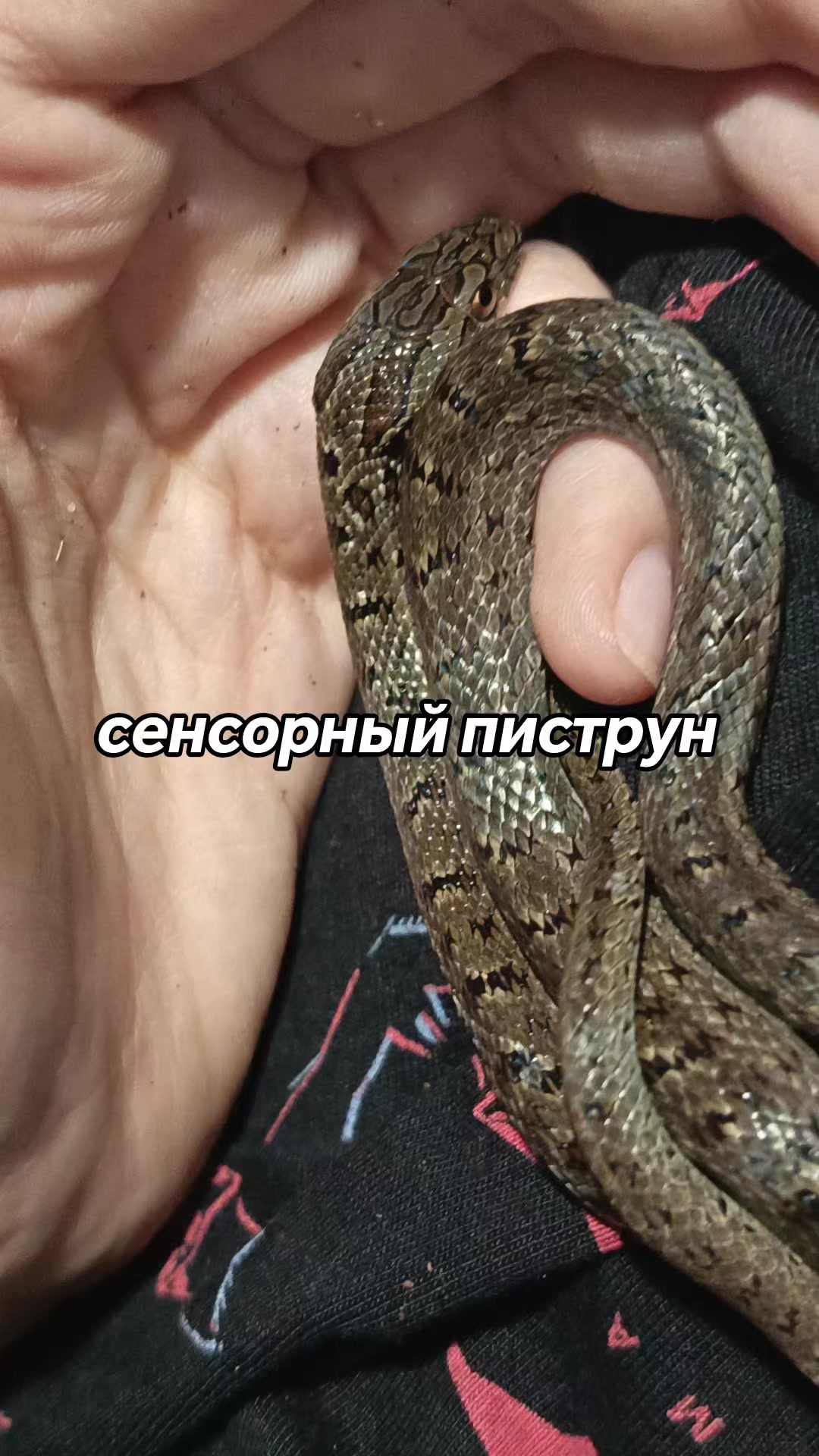@amusleninblyadina