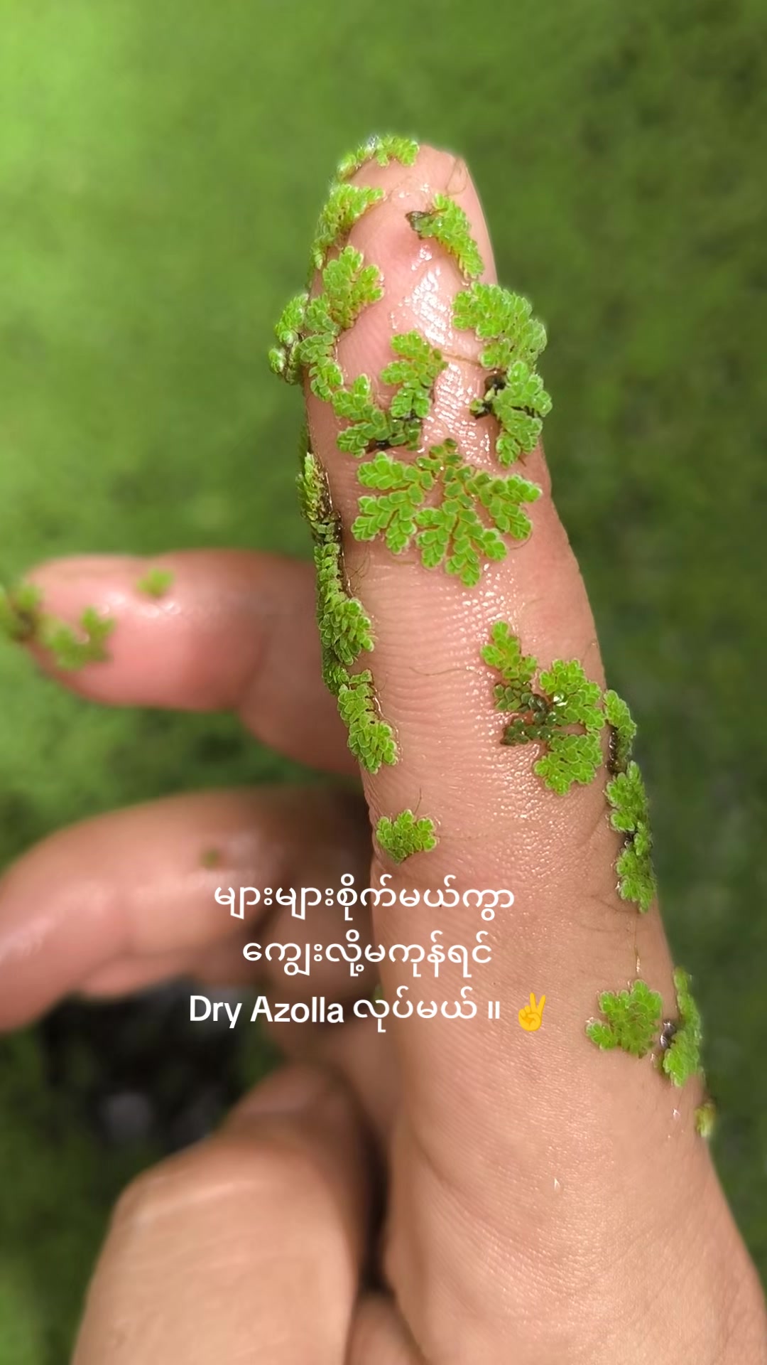 @"ရွှေဖြူးသား"၀က်မွေးမြူရေးခြံ