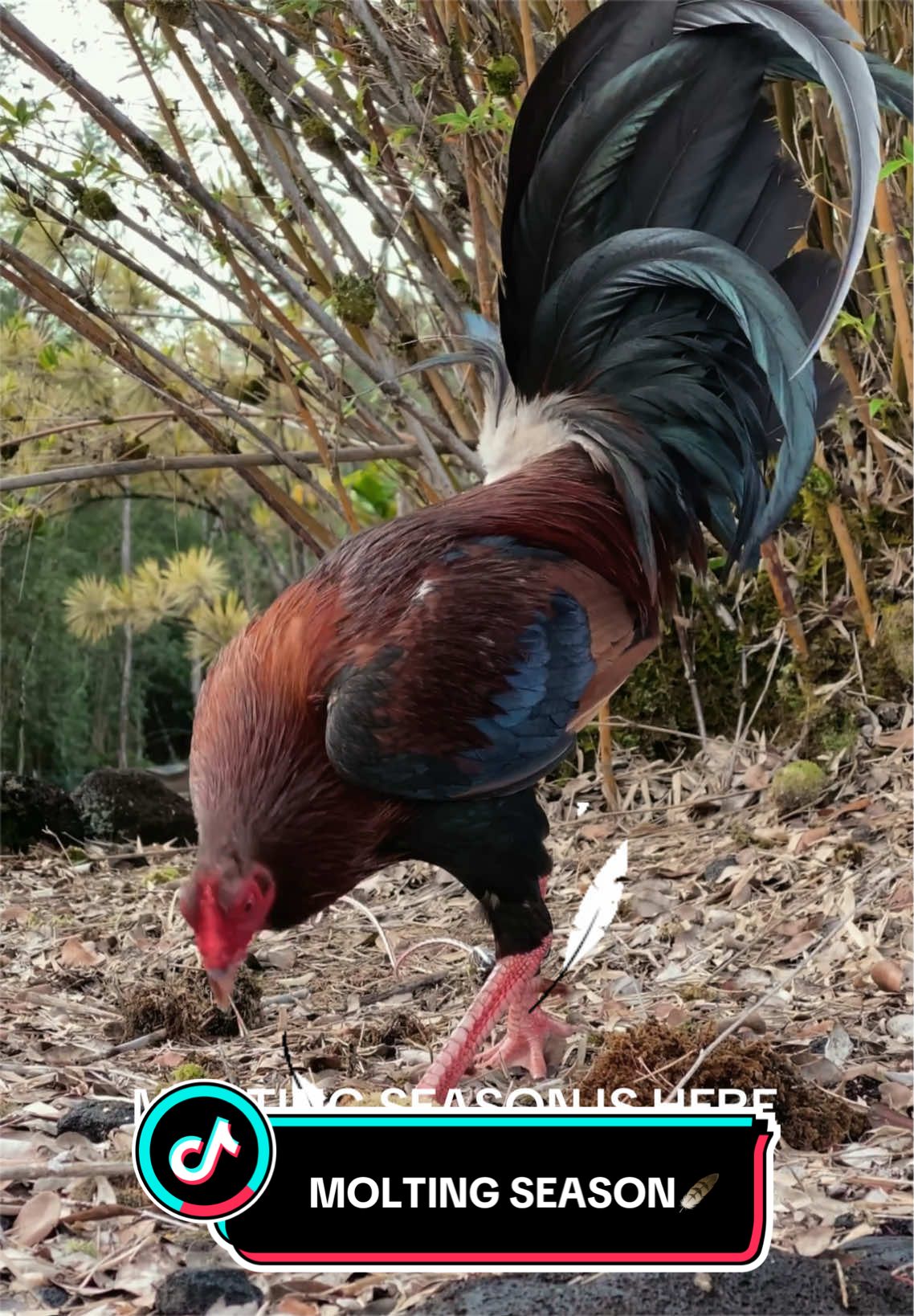 @Birds of Paradise Gamefarm