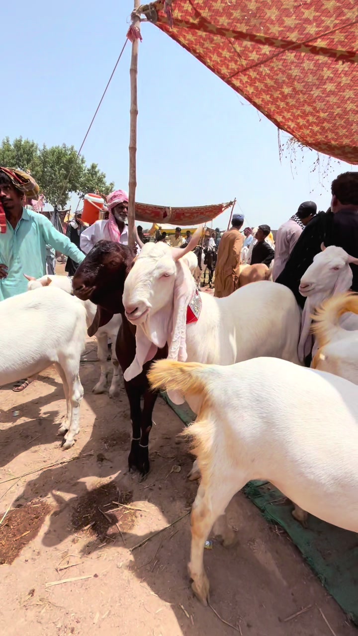 @Shah Goat Farm