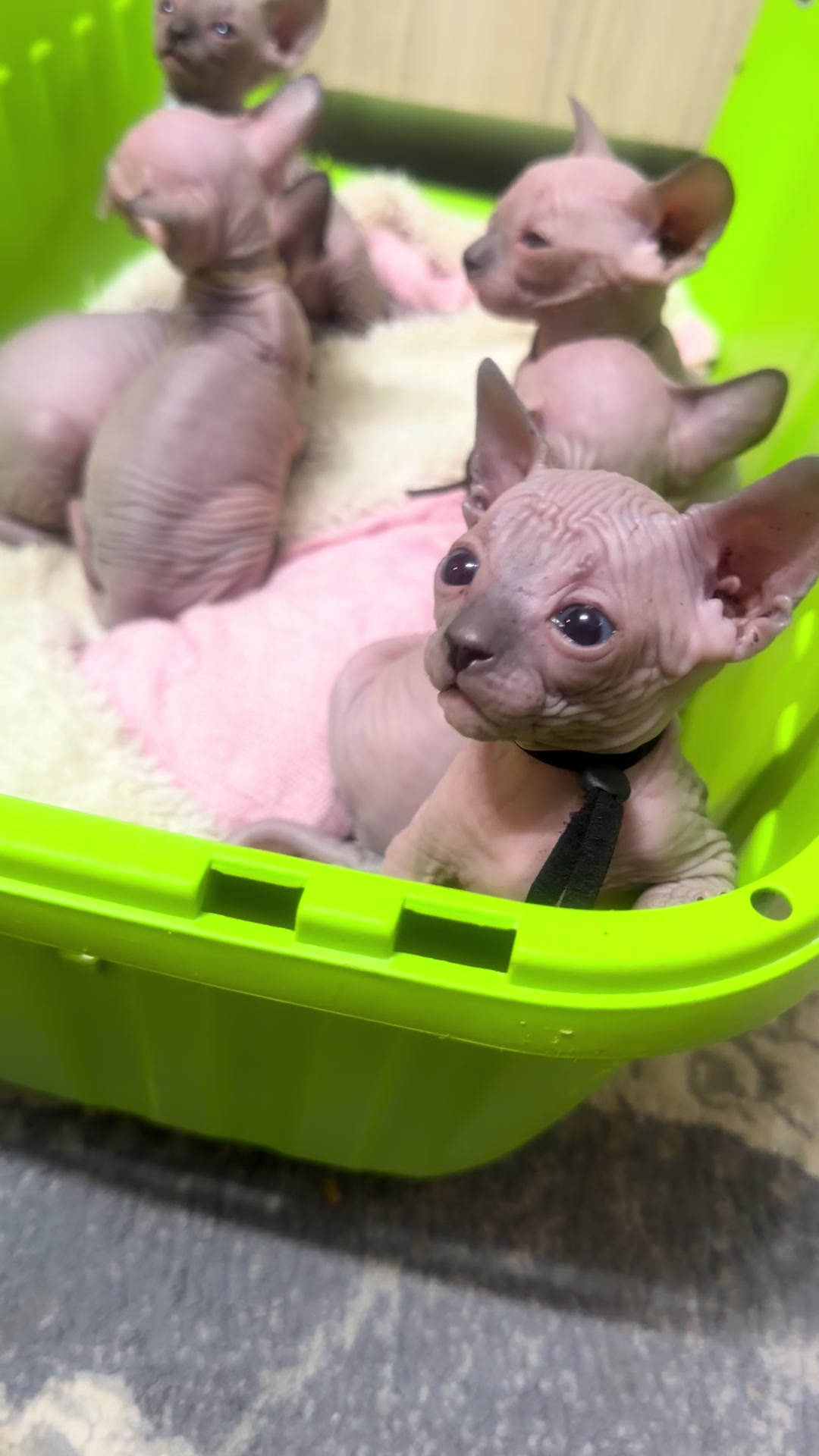 @Diana Ciortan Sphynx Romania