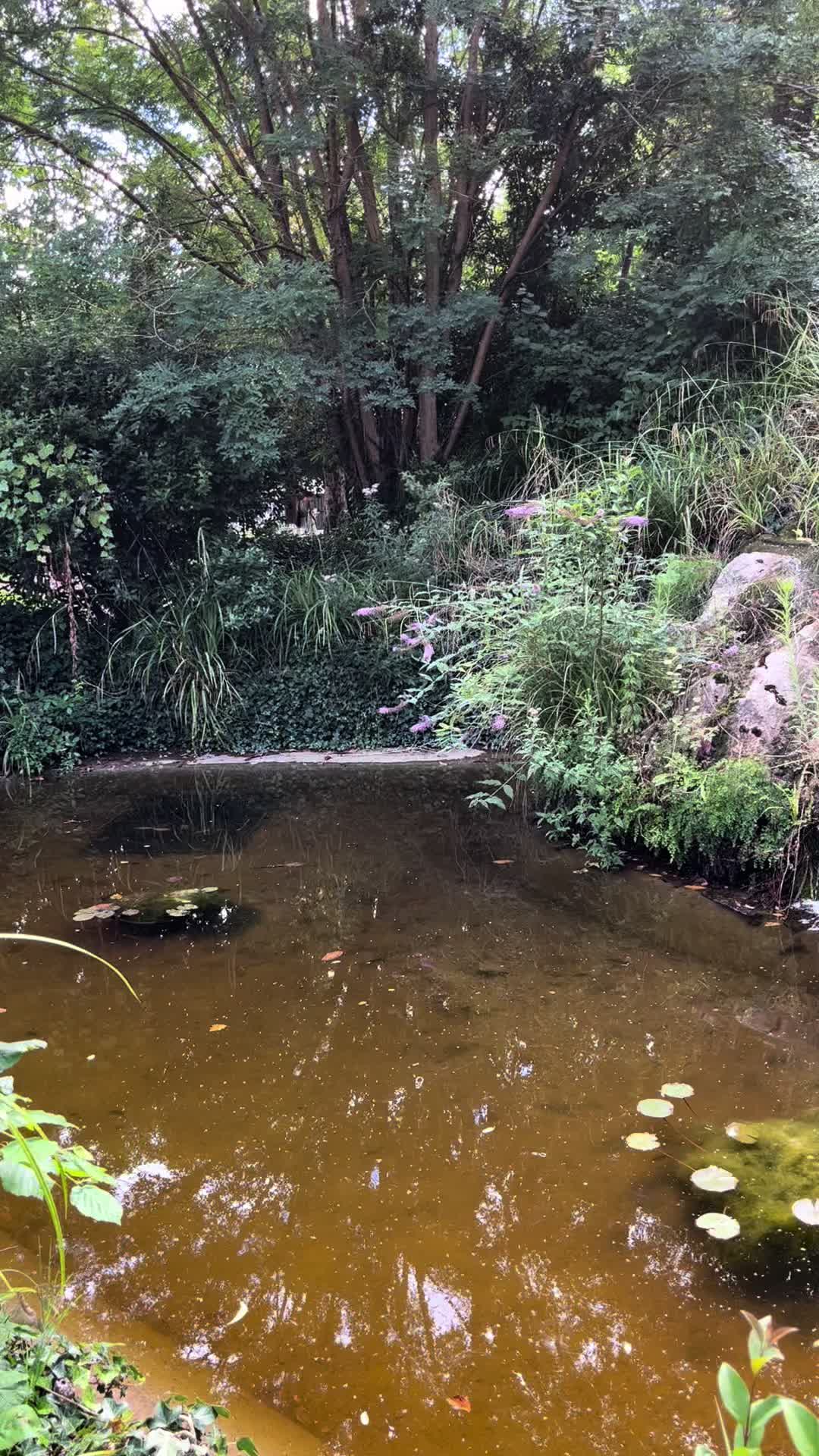 @butterflygarden.b