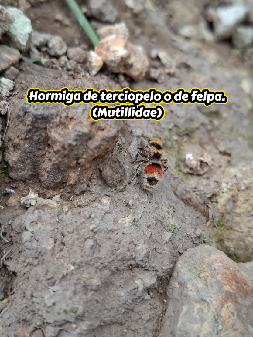 @TERRITORIO IGNOTO MX 🇲🇽