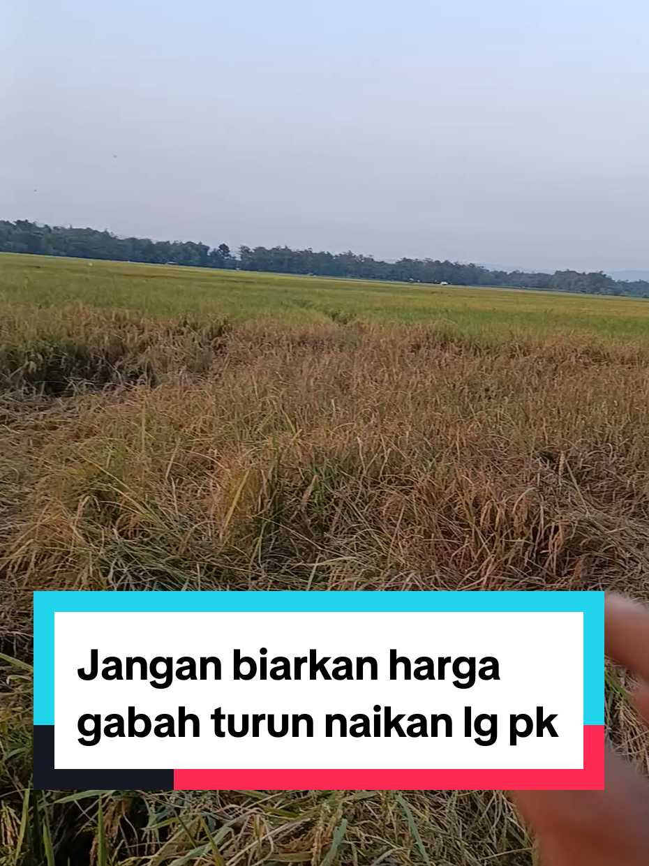 @tanipedia id