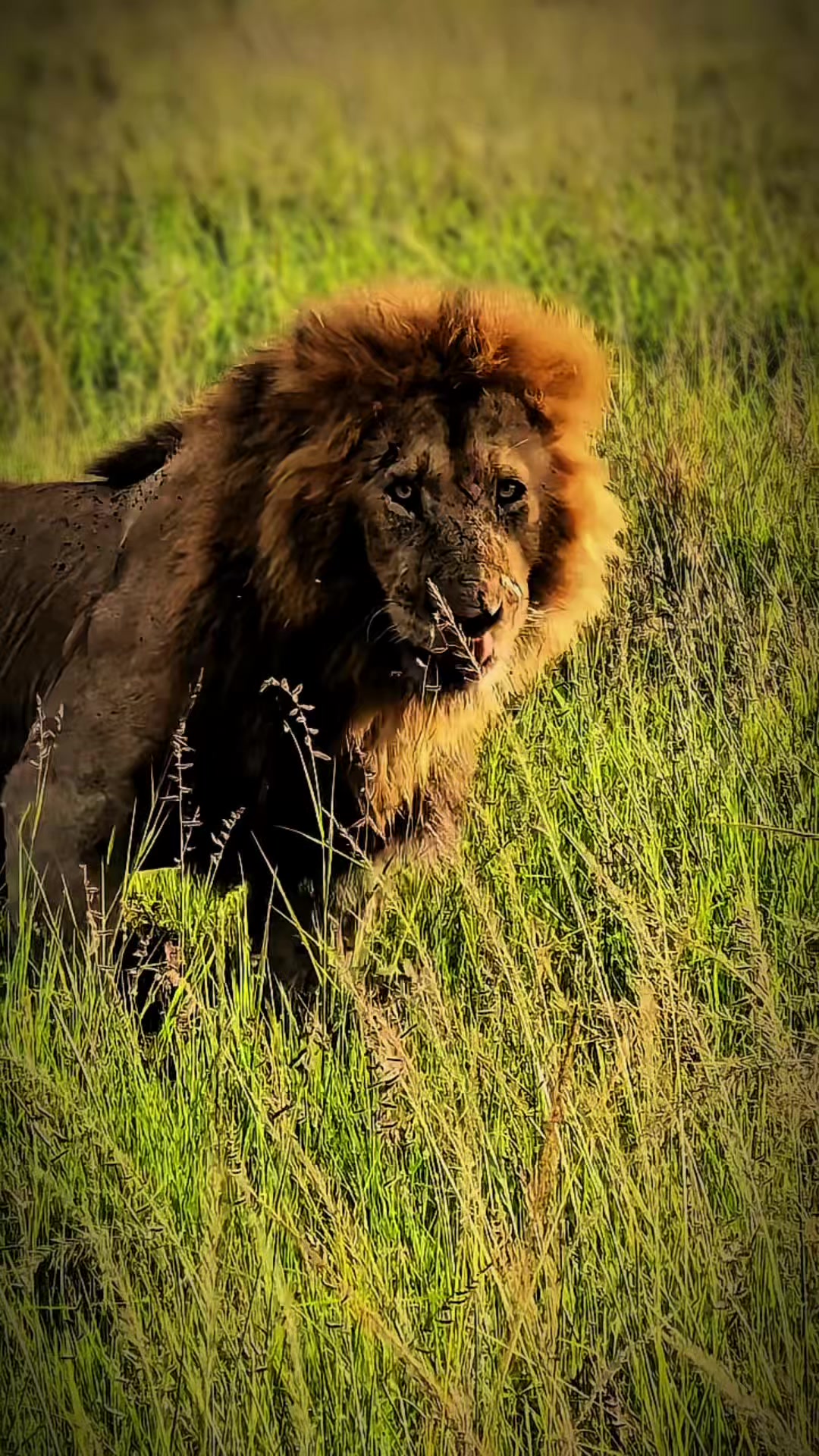 @lion_world5