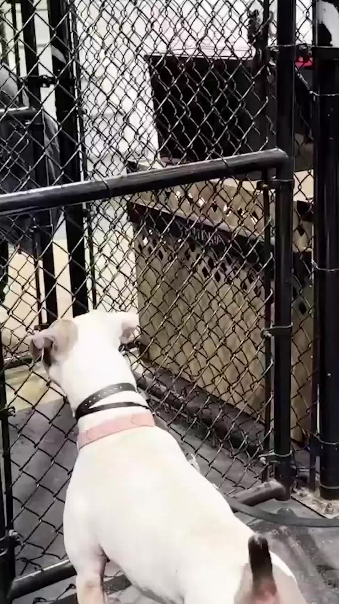 @Miracle K9 Training