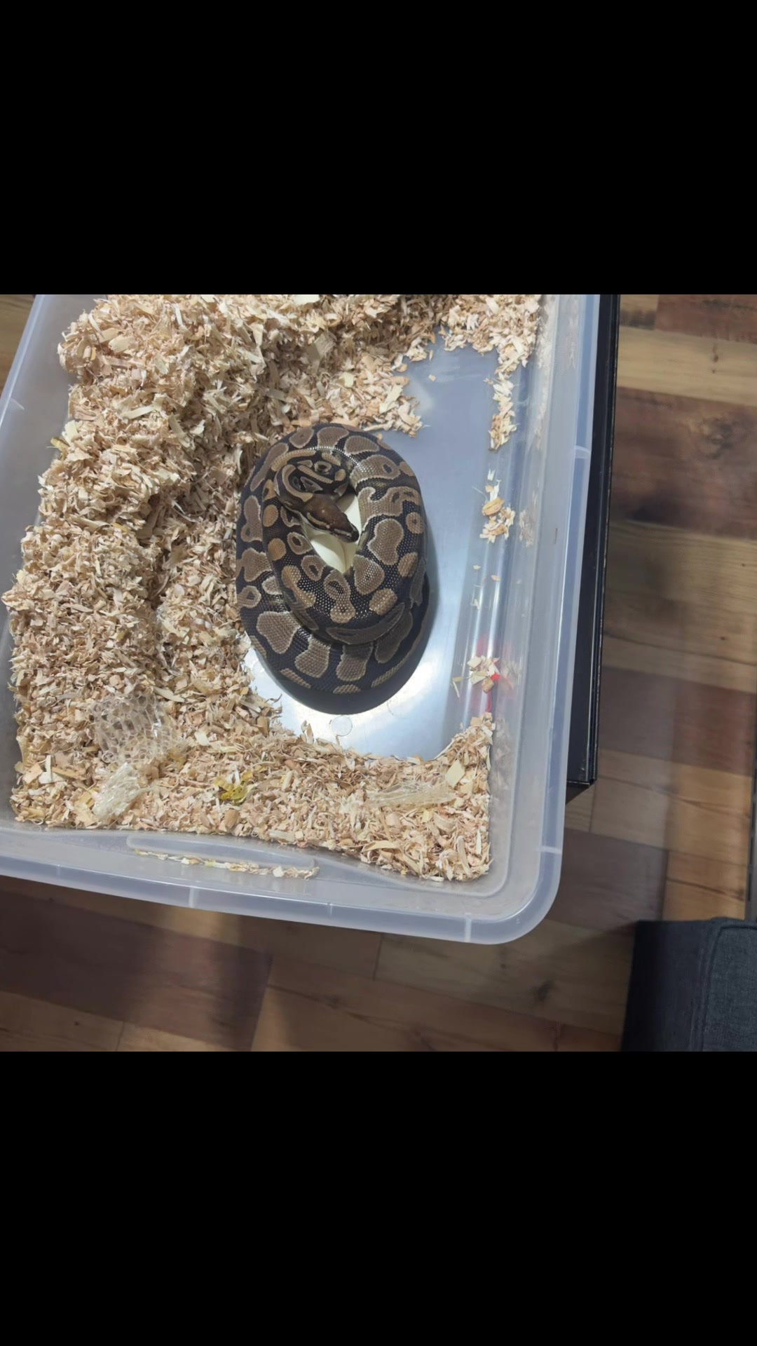 @Sallevallesnakes (jose)