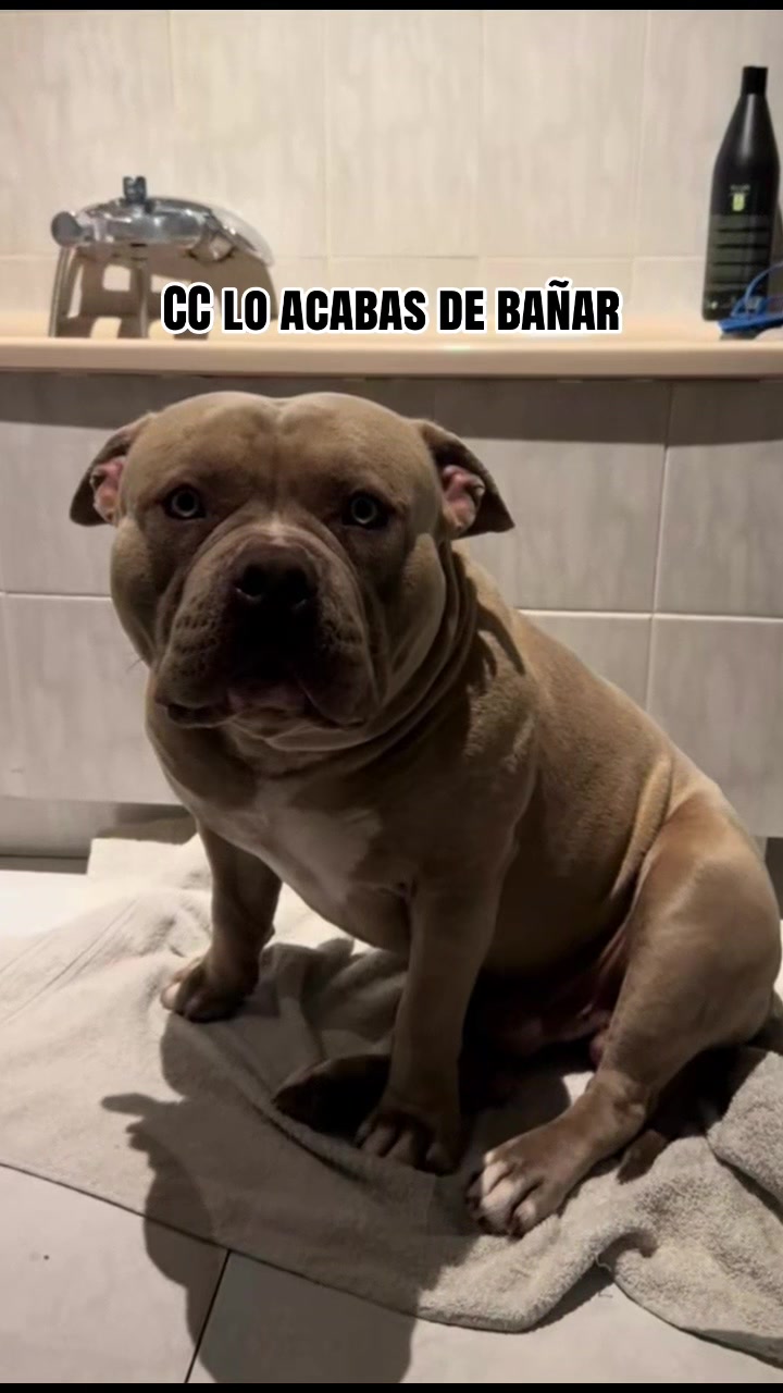 @Soy Vegeta