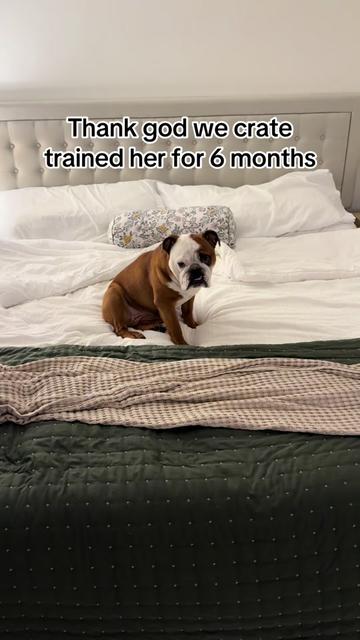 @Poptart The Bulldog
