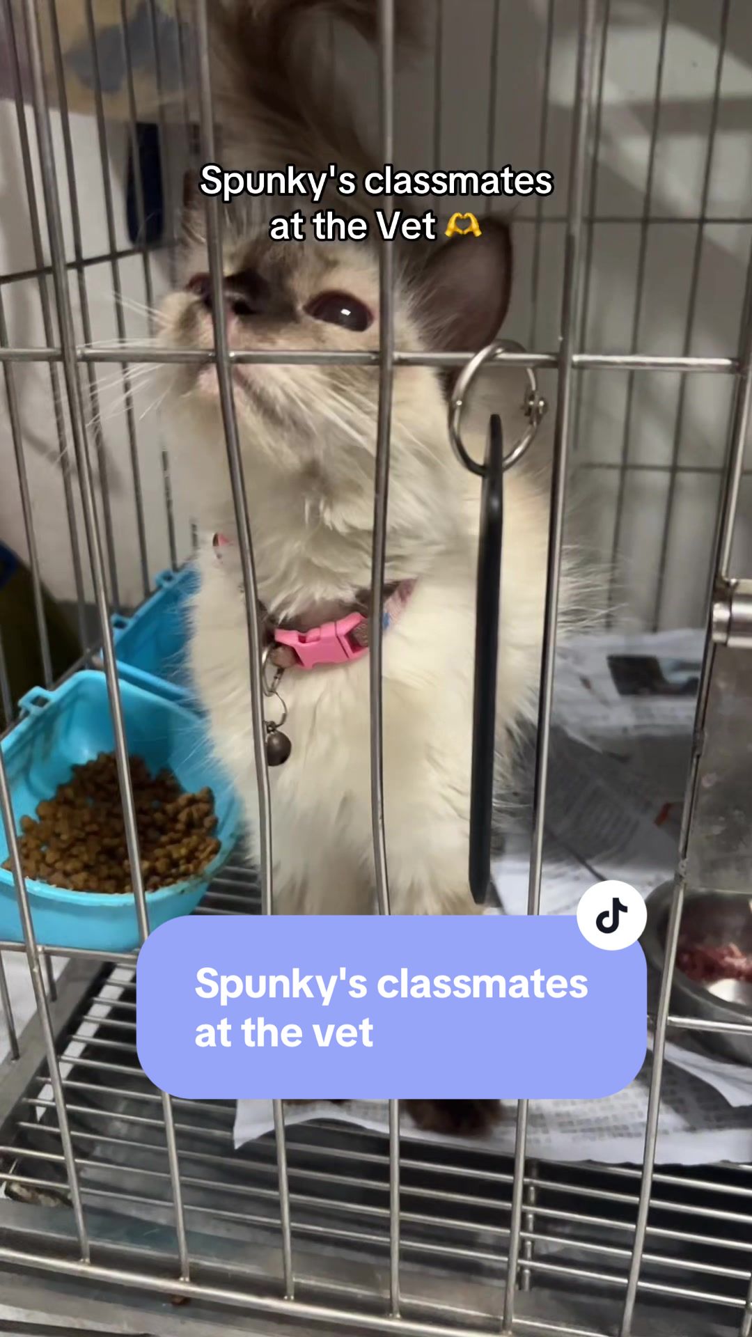 @17meows