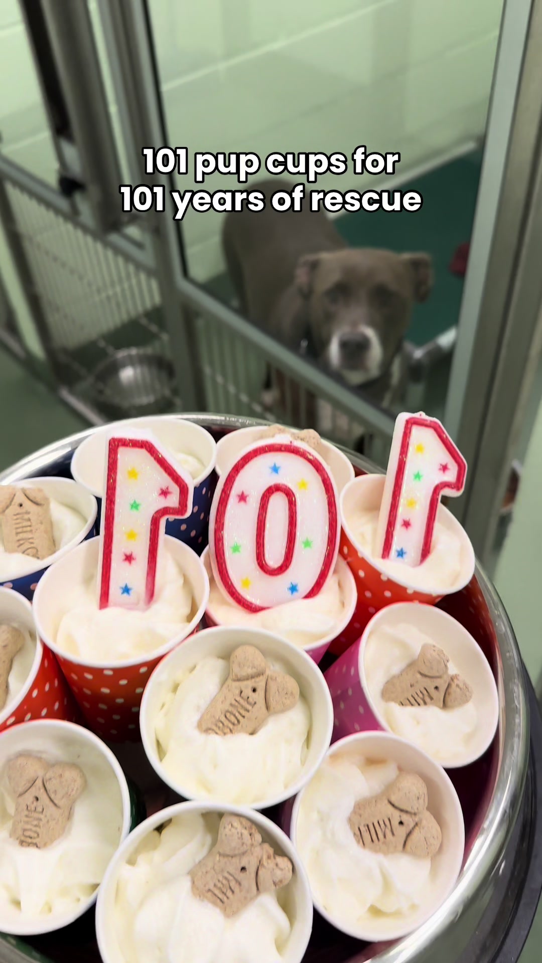 @Peggy Adams Animal Rescue